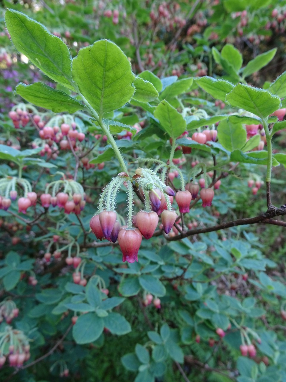 'Spring Morning' (formerly Menziesia)